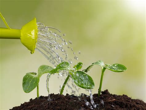 水澆太多怎麼辦|如何拯救澆水過多的植物？